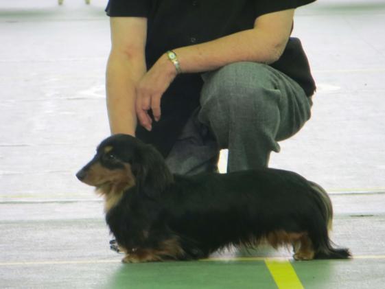 Lyndarlea dachshunds sales